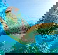 Guided Snorkel with Fish Tour at Cook Island Aquatic Reserve - Tourism Caloundra