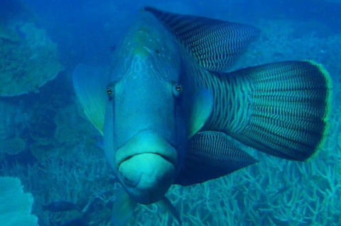 Great Barrier Reef Luxury Expedition Cruise Cabin Booking 7 Days 6 Night - Tourism Caloundra 3