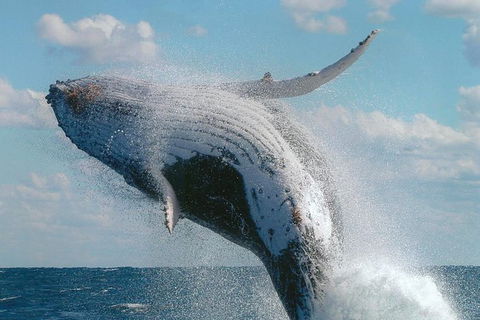 Great Barrier Reef Luxury Expedition Cruise Cabin Booking 7 Days 6 Night - Tourism Caloundra 7