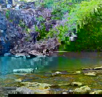 Reef Wildlife  Rainforest - Reef  Beyond Guided Holidays - Tourism Caloundra