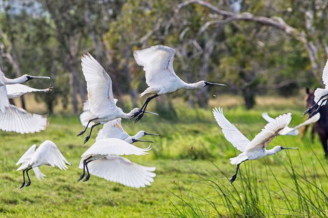 Reef, Wildlife & Rainforest - Reef & Beyond Guided Holidays - Tourism Caloundra 1