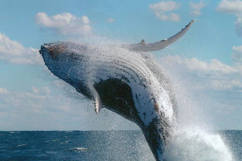 Great Barrier Reef Private Expedition Cruise (min 4 Day Max 8 Guests) - Tourism Caloundra 4