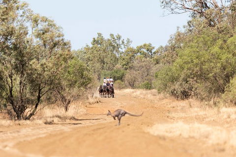 Cobb And Co Stagecoach Experience - Tourism Caloundra 5