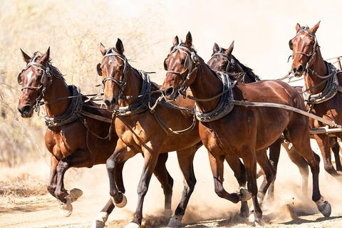 Cobb And Co Stagecoach Experience - Tourism Caloundra 2