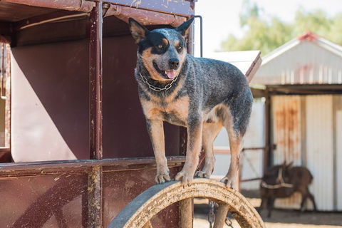 Cobb And Co Stagecoach Experience - Tourism Caloundra 3