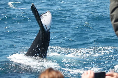 Half-Day Whale Watching In Urangan - Tourism Caloundra 2