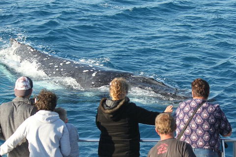 Half-Day Whale Watching In Urangan - Tourism Caloundra 5