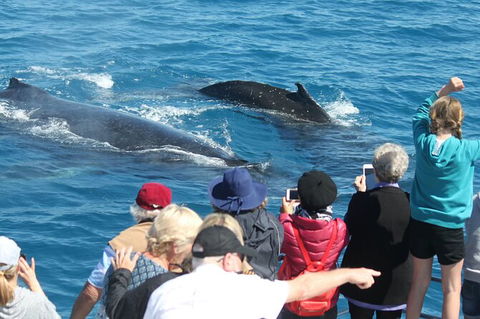 Half-Day Whale Watching In Urangan - Tourism Caloundra 4
