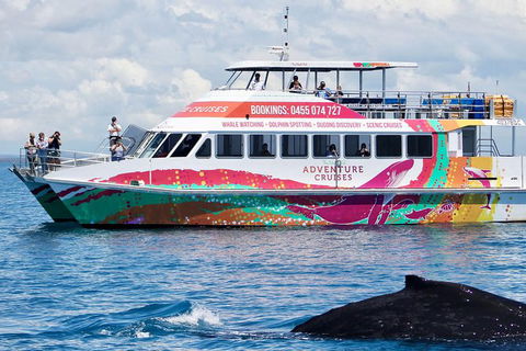 Half-Day Whale Watching In Urangan - Tourism Caloundra 1