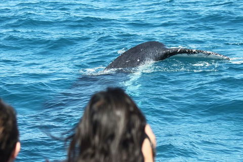 Half-Day Whale Watching In Urangan - Tourism Caloundra 7