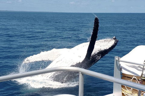Half-Day Whale Watching In Urangan - Tourism Caloundra 3