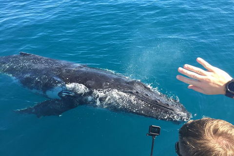 Half-Day Whale Watching In Urangan - Tourism Caloundra 6