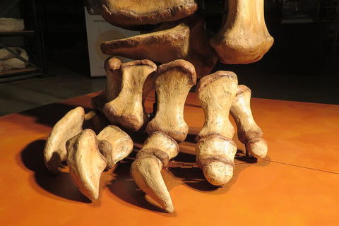 Australian Dinosaur Giants Tour - Tourism Caloundra 3