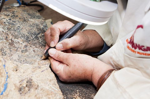 Australian Dinosaur Giants Tour - Tourism Caloundra 2