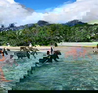 Afternoon Beach Horse Ride in Cape Tribulation - Tourism Caloundra