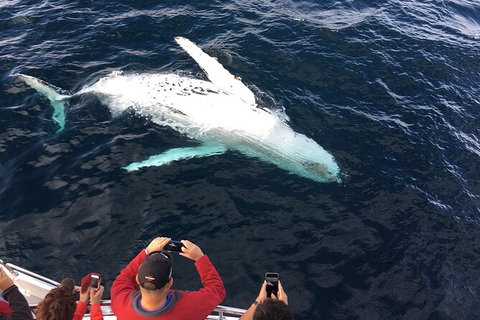PRIVATE Whale Watching Tour - Up To 11 People In Your Group - Tourism Caloundra 1