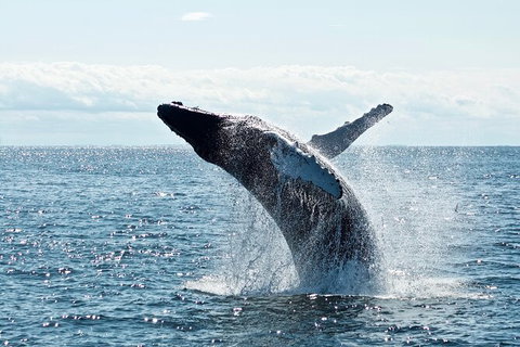 PRIVATE Whale Watching Tour - Up To 11 People In Your Group - Tourism Caloundra 0