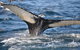 PRIVATE Whale Watching Tour - Up To 11 People In Your Group - thumb 2