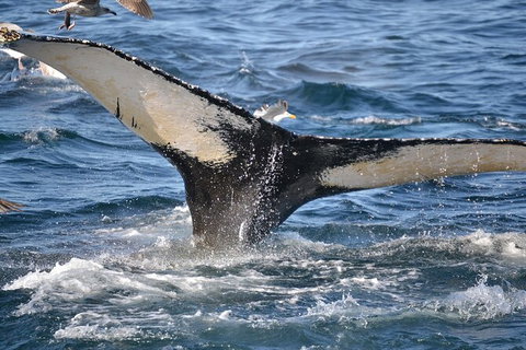 PRIVATE Whale Watching Tour - Up To 11 People In Your Group - Tourism Caloundra 2