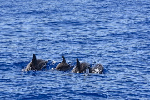 PRIVATE Whale Watching Tour - Up To 11 People In Your Group - Tourism Caloundra 3