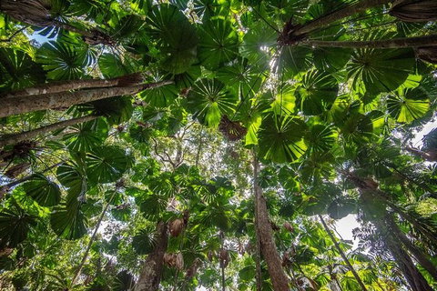 5 Day Australia Retreat: Queensland Daintree - Tourism Caloundra 4