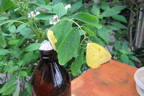 Australian Butterfly Sanctuary- Virtual Interactive Tour With Private Guide - Tourism Caloundra 5