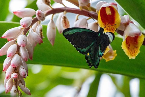 Australian Butterfly Sanctuary- Virtual Interactive Tour With Private Guide - Tourism Caloundra 0