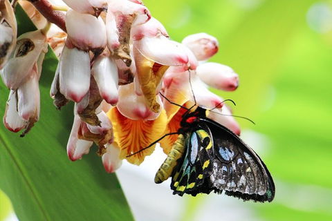 Australian Butterfly Sanctuary- Virtual Interactive Tour With Private Guide - Tourism Caloundra 7