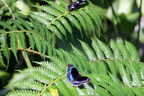 Australian Butterfly Sanctuary- Virtual Interactive Tour With Private Guide - Tourism Caloundra 3