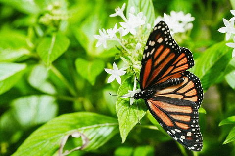 Australian Butterfly Sanctuary- Virtual Interactive Tour With Private Guide - Tourism Caloundra 4