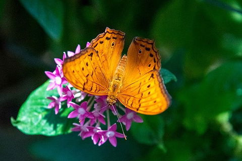 Australian Butterfly Sanctuary- Virtual Interactive Tour With Private Guide - Tourism Caloundra 1