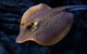 Cairns Aquarium By Twilight With 3 Course Dinner - thumb 2