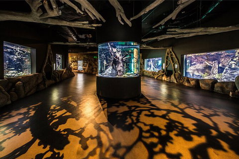 Cairns Aquarium Tour By Twilight With Drink And Appetiser - Tourism Caloundra 4