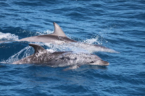 Sandy Straits Scenic & Wildlife Cruise - Tourism Caloundra 1