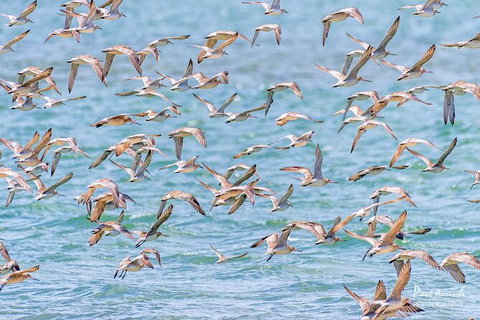 Sandy Straits Scenic & Wildlife Cruise - Tourism Caloundra 4