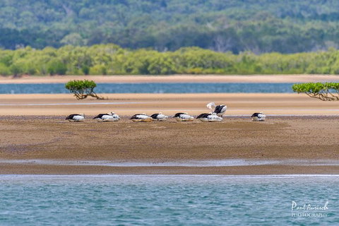 Sandy Straits Scenic & Wildlife Cruise - Tourism Caloundra 3
