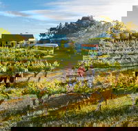 Barossa Valley Highlights from Barossa Valley Including Wine and Cheese Tasting - Tourism Caloundra