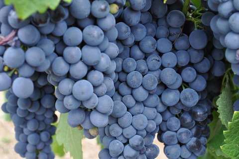 Barossa Valley Cellar Doors Luxury Wine Tour - Tourism Caloundra 5