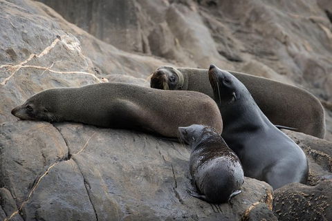 Kangaroo Island Ocean Safari - Snorkeling Safari - Tourism Caloundra 7