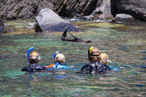Kangaroo Island Ocean Safari - Snorkeling Safari - Tourism Caloundra 4