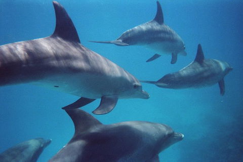 Kangaroo Island Ocean Safari - Snorkeling Safari - Tourism Caloundra 3