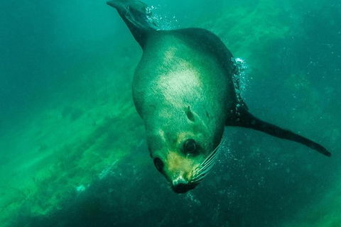Kangaroo Island Ocean Safari - Snorkeling Safari - Tourism Caloundra 5