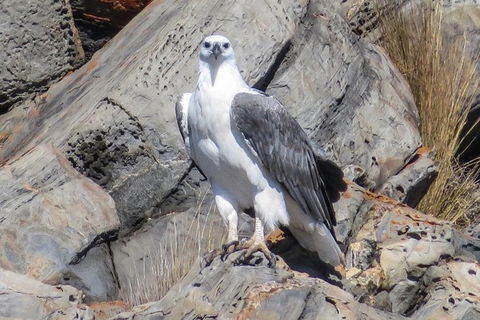 Kangaroo Island Ocean Safari - Snorkeling Safari - Tourism Caloundra 2