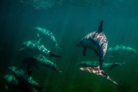 Kangaroo Island Ocean Safari - Snorkeling Safari - Tourism Caloundra 1