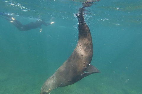 Kangaroo Island Ocean Safari - Snorkeling Safari - Tourism Caloundra 6