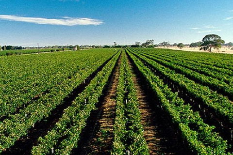 Adelaide Hills Wine Tour - Tourism Caloundra 1