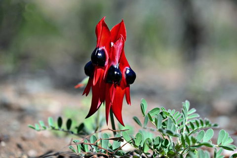 3 Day Flinders Ranges Outback Tour - Tourism Caloundra 5