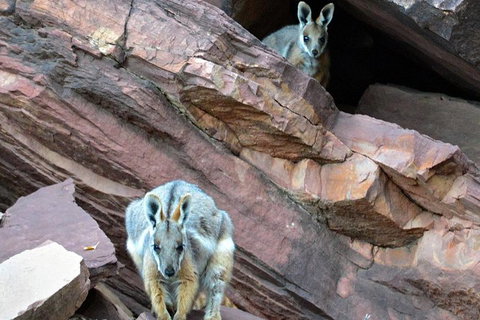3 Day Flinders Ranges Outback Tour - Tourism Caloundra 3