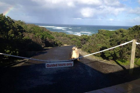 Kangaroo Island 4WD - Seal Bay - Tourism Caloundra 1