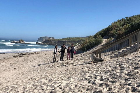 Kangaroo Island 4WD - Seal Bay - Tourism Caloundra 2
